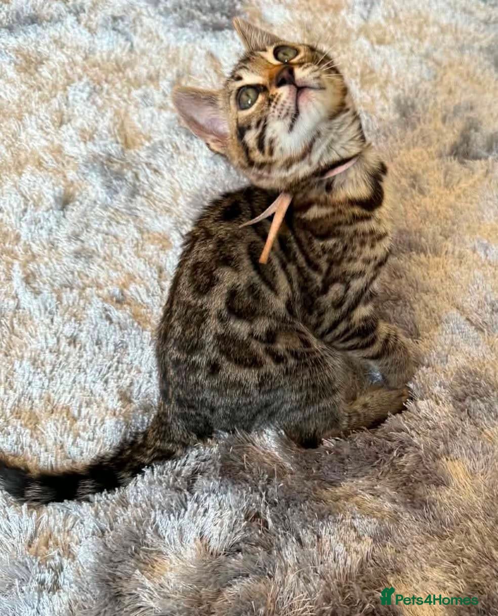 Bengal cats for sale: TICA Rare Snow & Charcoal carrying Bengal kittens! - Advert 14