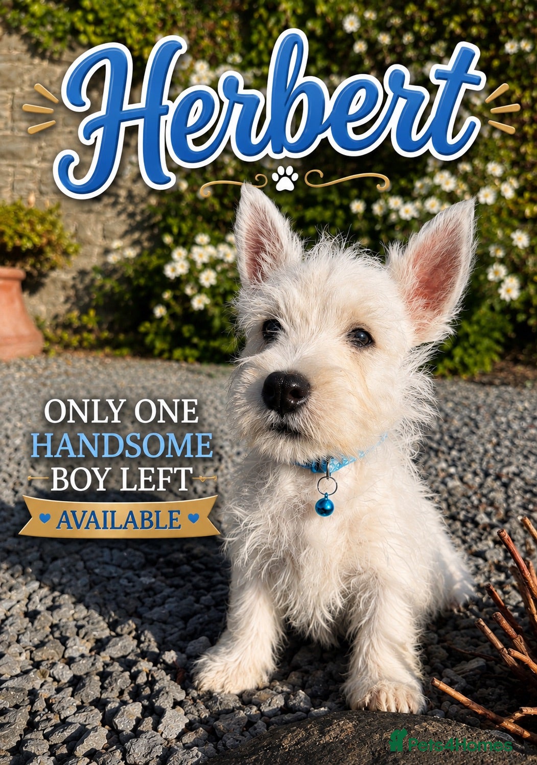 West Highland Terrier dogs Gorgeous West Highland Terrier Puppies - Advert 1