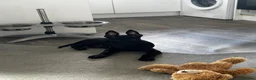 Belgian Shepherd Dog dogs for sale: Micro - Advert 2
