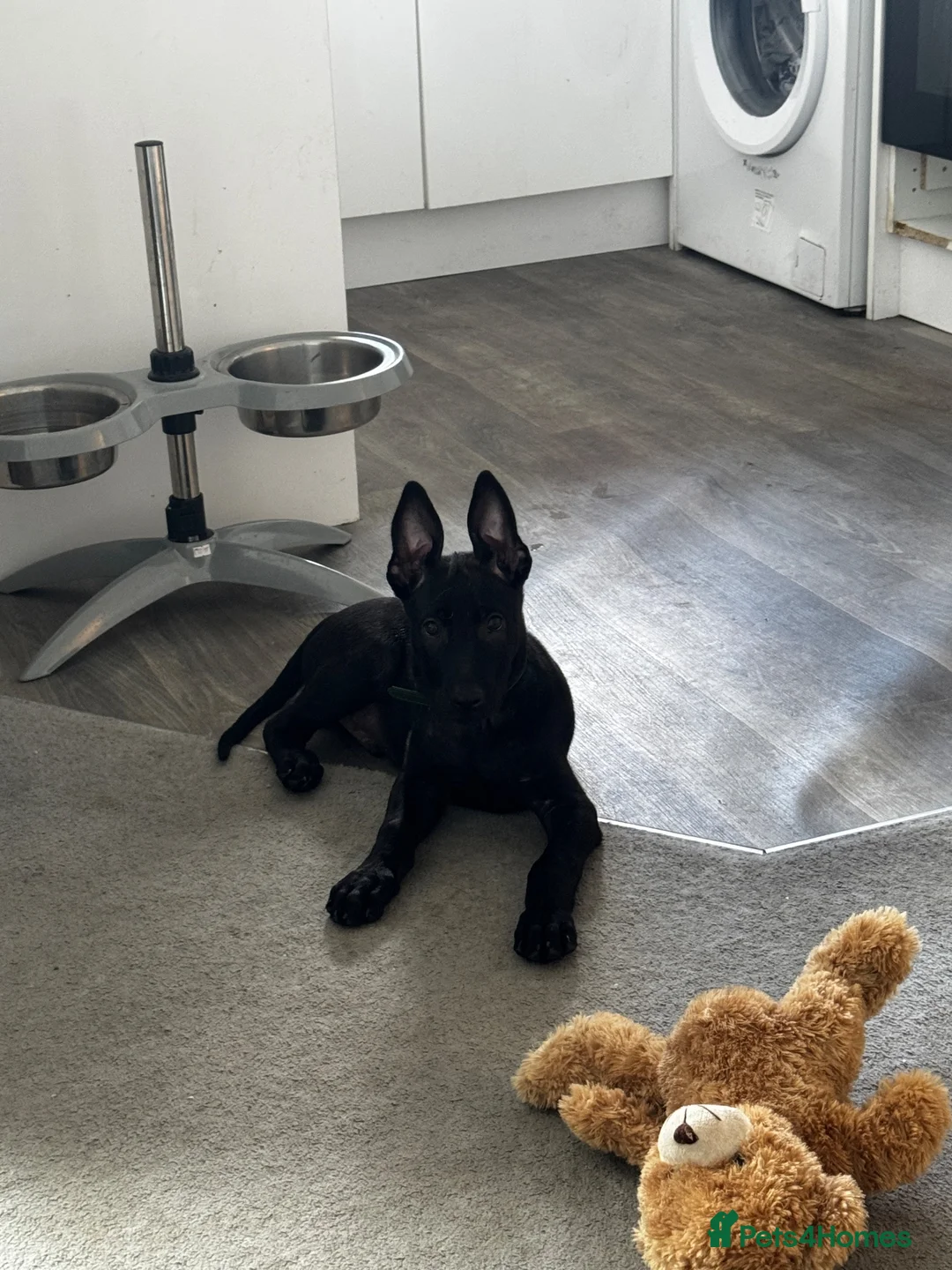 Belgian Shepherd Dog dogs for sale: Micro - Advert 2
