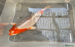 Koi Carp fish for sale: 💥QUALITY KOI CARP COLOURFUL NICE SELECTION💥 - Image 11