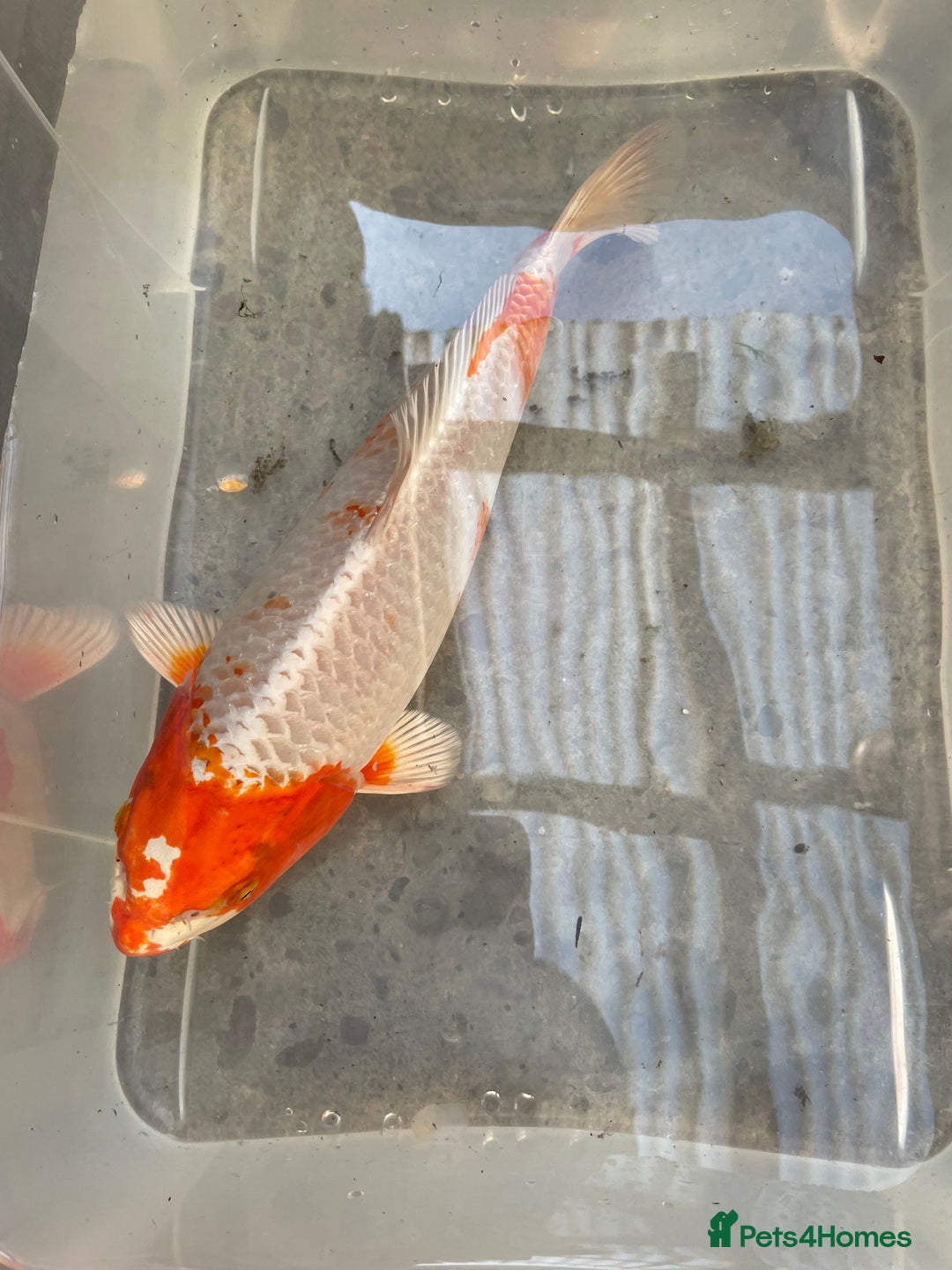 Koi Carp fish for sale: 💥QUALITY KOI CARP COLOURFUL NICE SELECTION💥 - Image 11