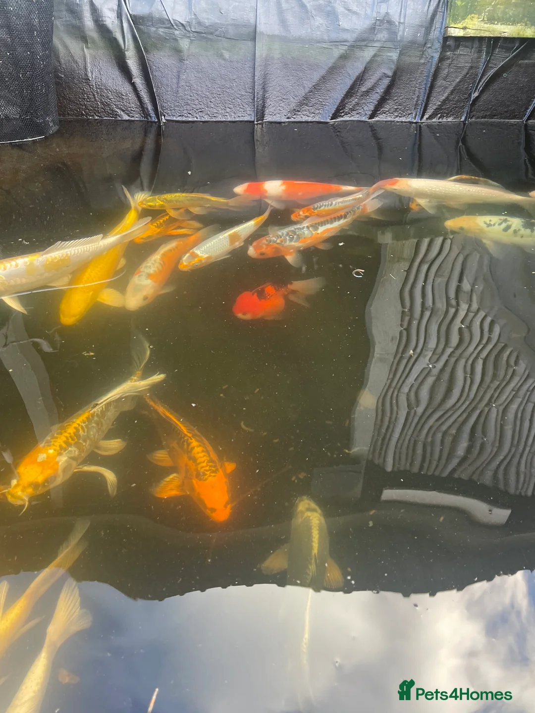 Koi Carp fish for sale: Koi carp and butterfly koi  - Advert 1