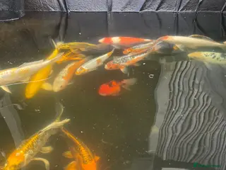 Koi Carp fish Koi carp and butterfly koi - Advert 3