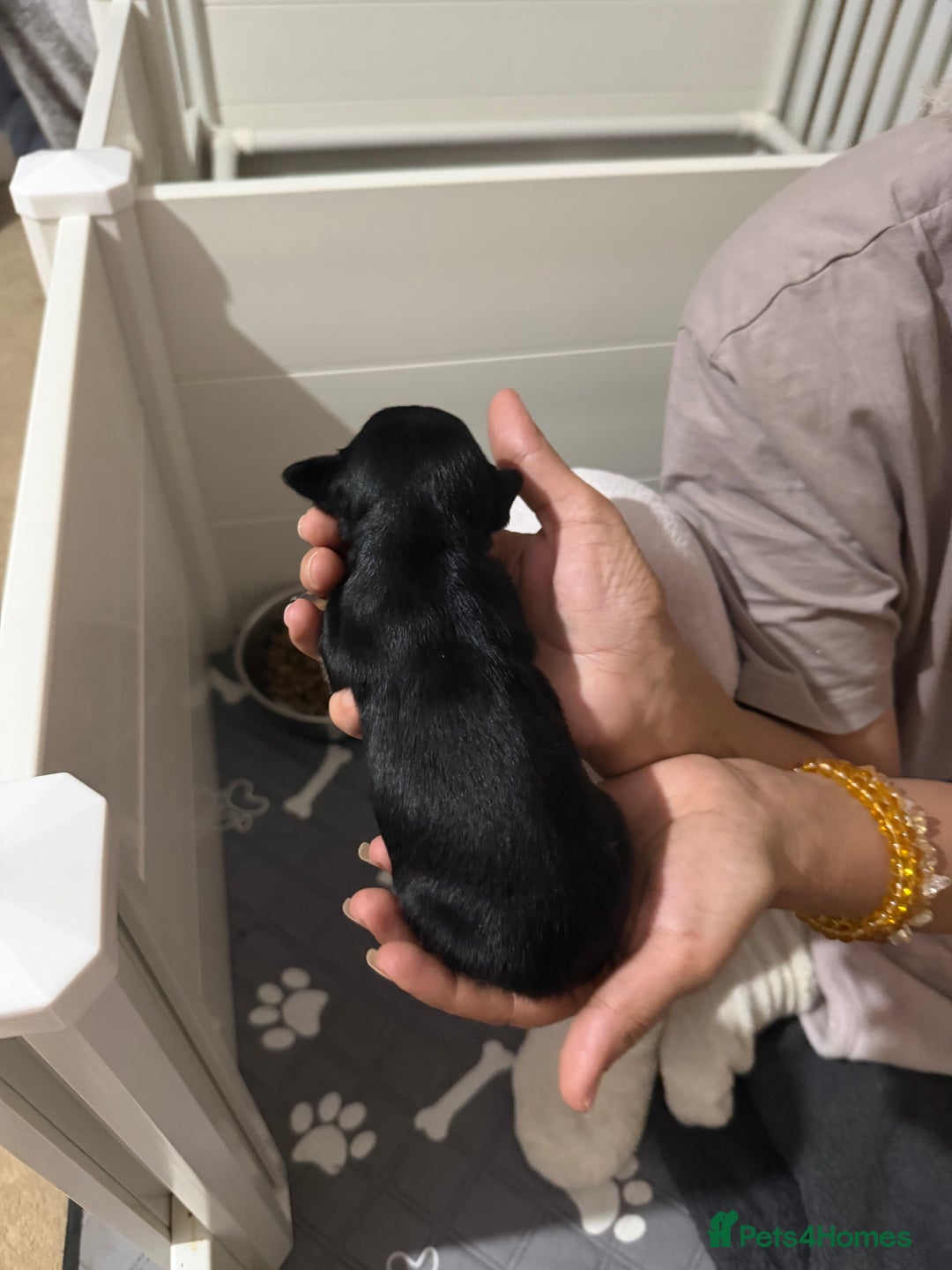 Jack Russell dogs for sale: 3 Jack Russell Puppies  - Image 8