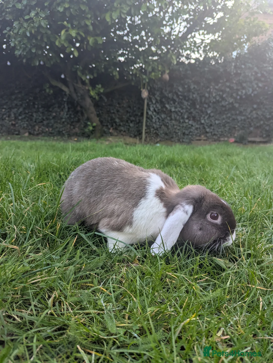 Mini Lop rabbits for sale: Pair of Mini Lop Rabbits Looking for a New Home in Ipswich - Advert 4