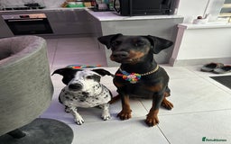 Dobermann dogs for sale: Pregnancy Confirmed - European Doberman Puppies - Image 20