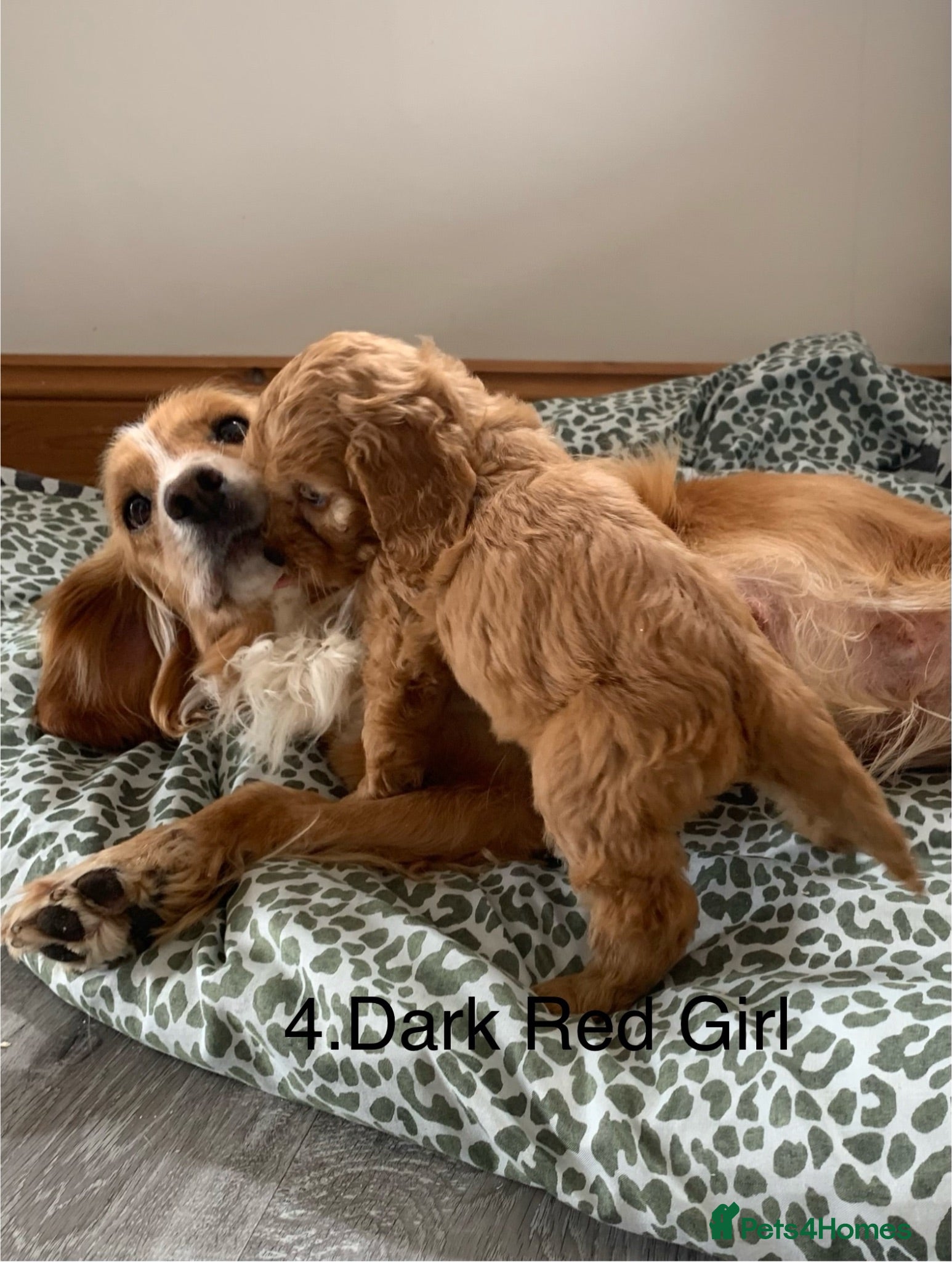 Cockapoo dogs Beautiful Cockapoo F1 puppies  - Advert 3
