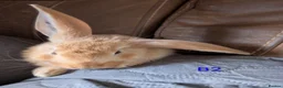 Continental Giant rabbits for sale: Beautiful Conti babies  - Advert 6