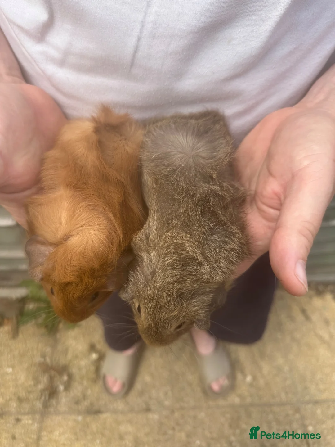 Guinea Pig rodents for sale: A pair of female piglets seeking forever home - Advert 4