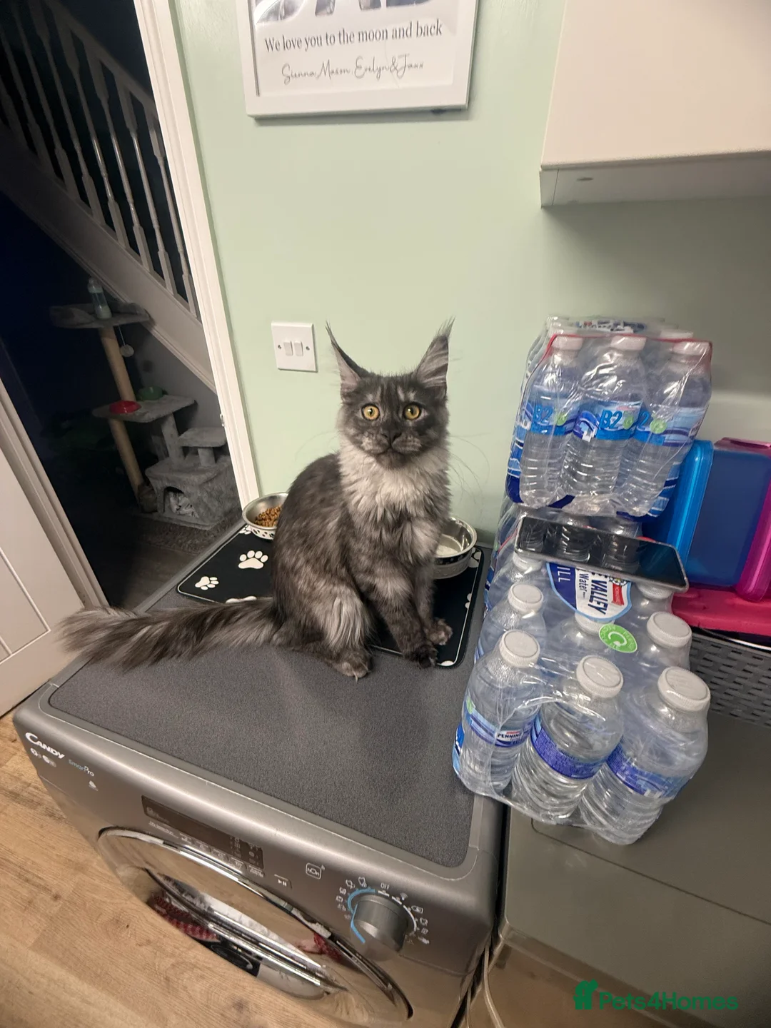 Maine Coon cats for sale: 8 month old mainecoon female  - Advert 2