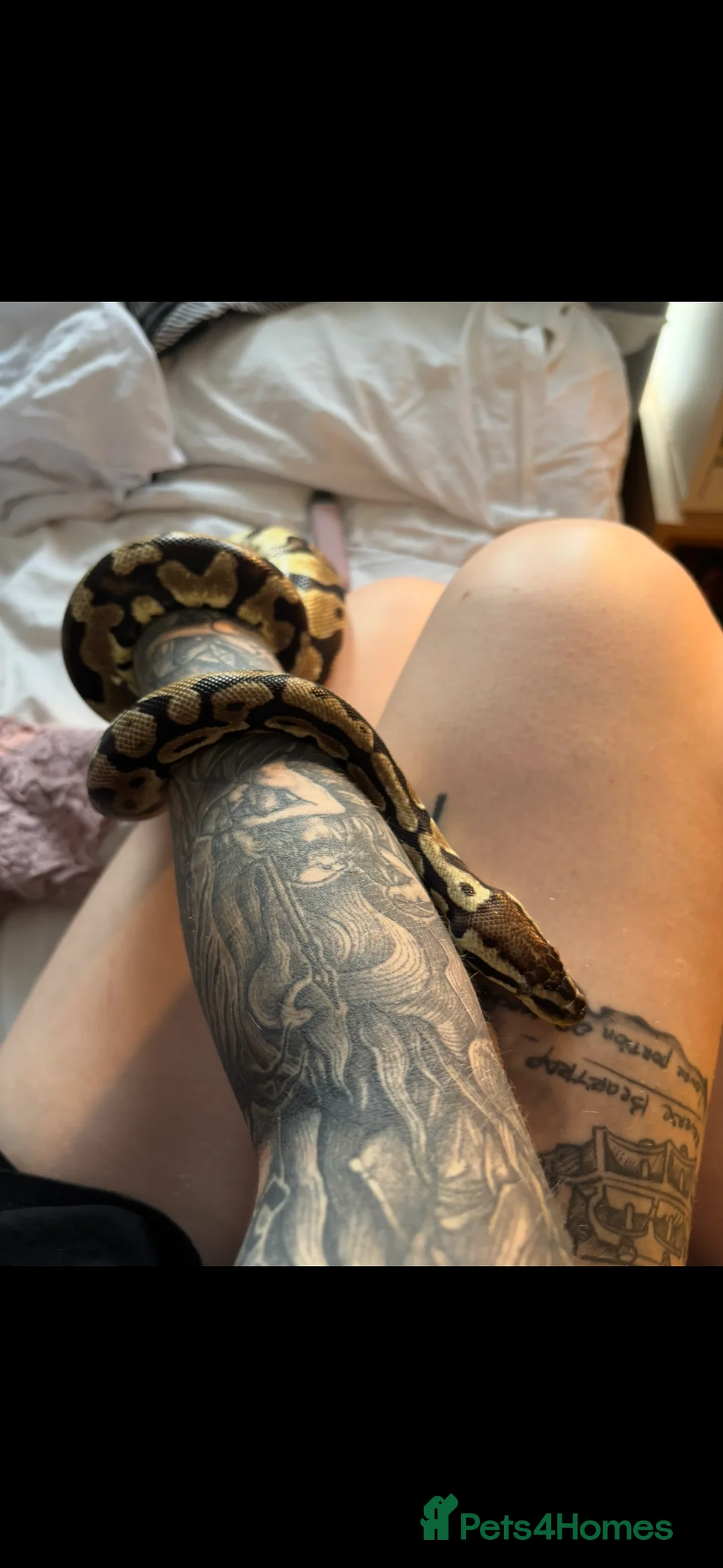 Python Snake reptiles for sale: Adult Male Normal Morph Royal Python - Advert 2