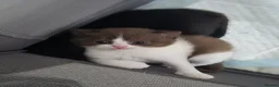 British Shorthair cats for sale: 2 female GCCF British short hair kittens - Advert 24