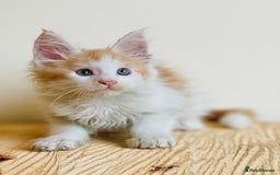 Maine Coon cats for sale: Beautiful pure bread Maine Coon kittens - Image 11