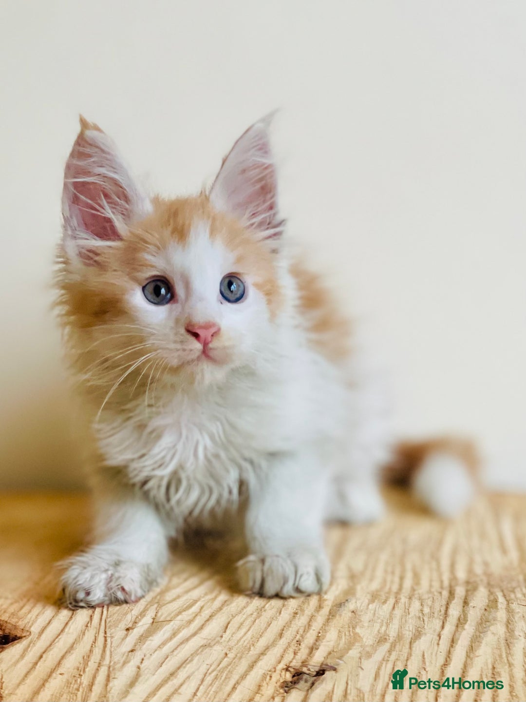 Maine Coon cats for sale: Beautiful pure bread Maine Coon kittens - Image 11