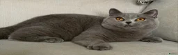 British Shorthair cats for sale: Beautiful girl available  - Advert 3
