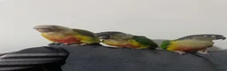 Conures birds for sale: 2 young conures for sale - Advert 7