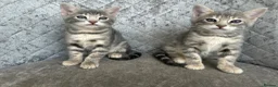 Bengal cats for sale: 💙 Beautiful Blue Bengal Female Kittens TICA Reg - Advert 23