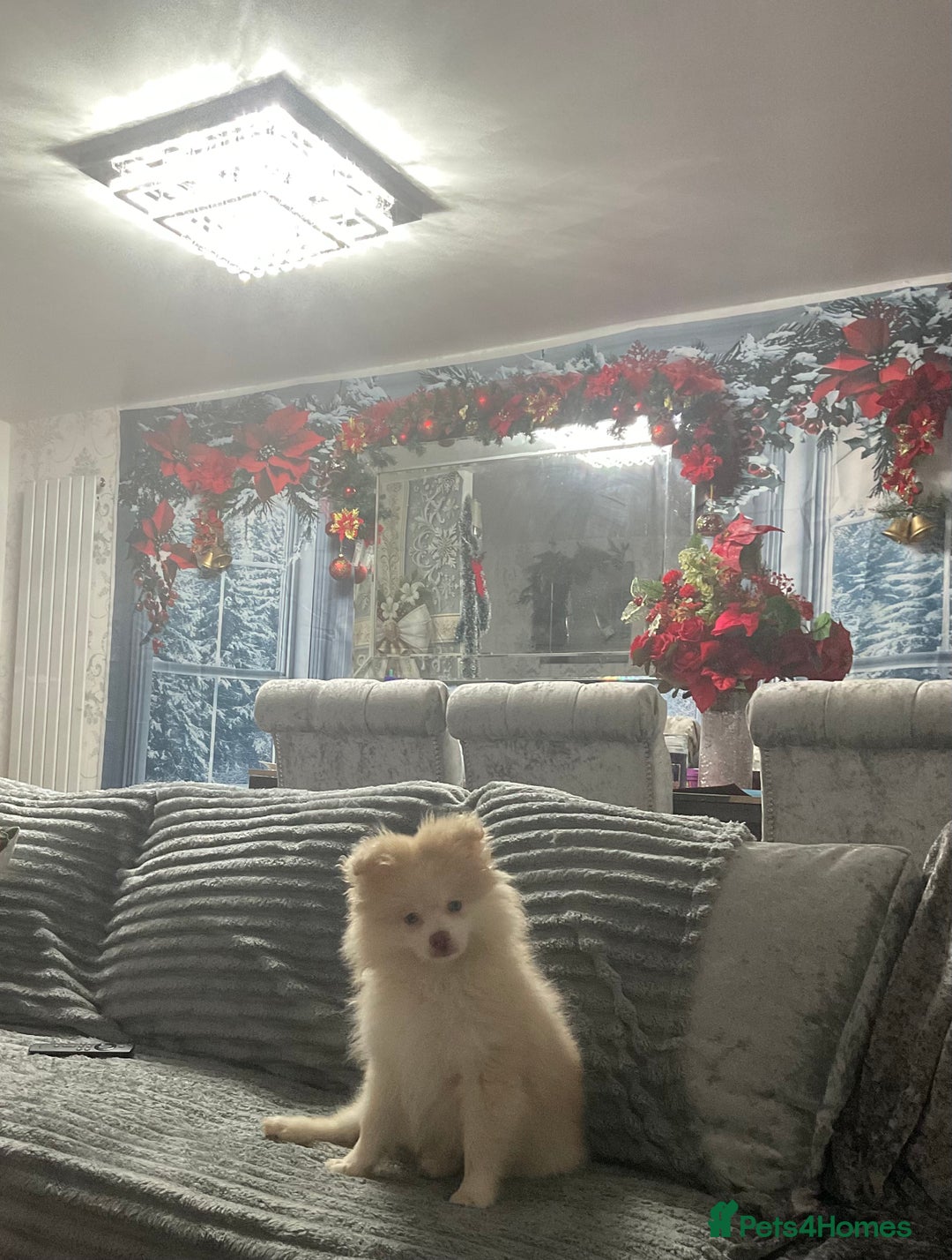 Pomeranian dogs for sale: Blue eyed Pomeranian boy ready now  - Advert 2