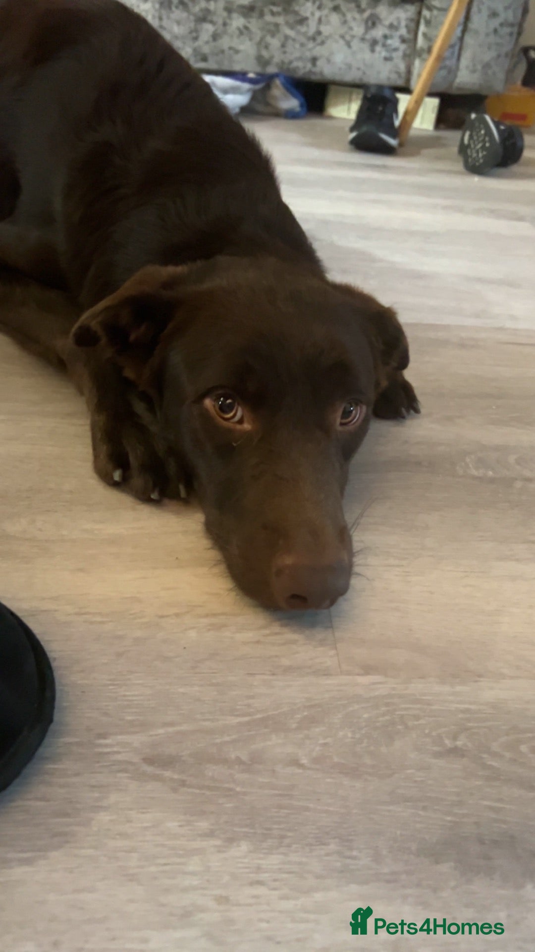 Australian Kelpie dogs Zeus Male 2 years old - Advert 1