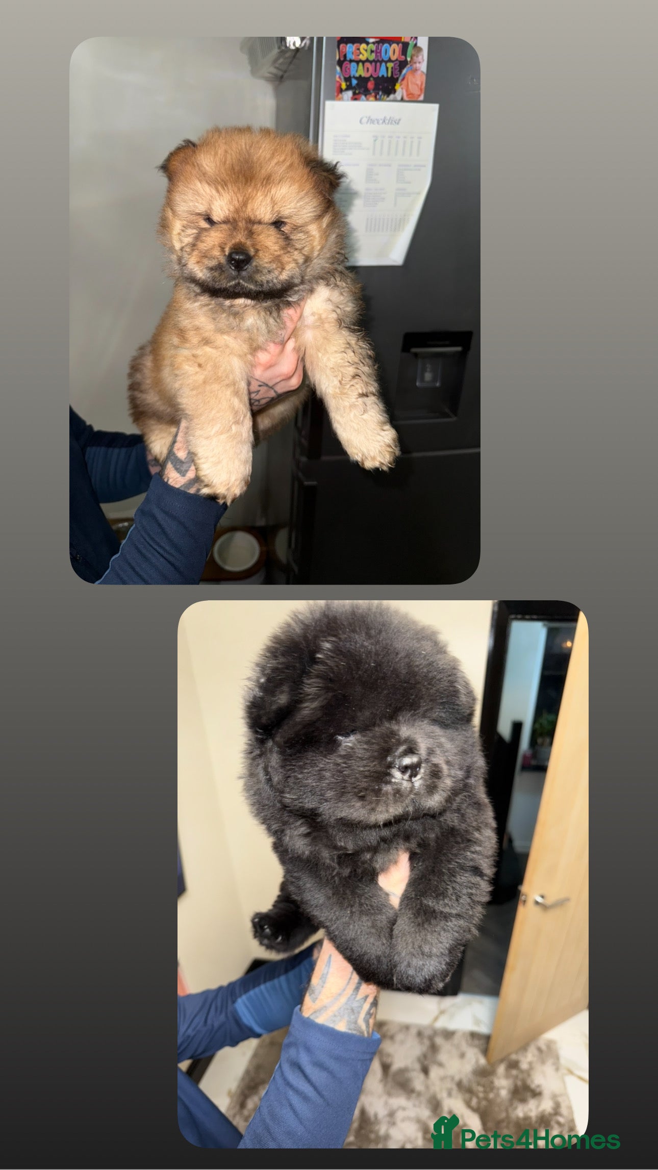 Chow Chow dogs 🍬Beautiful chow litter kc registered 🍬 Reduced  - Advert 6