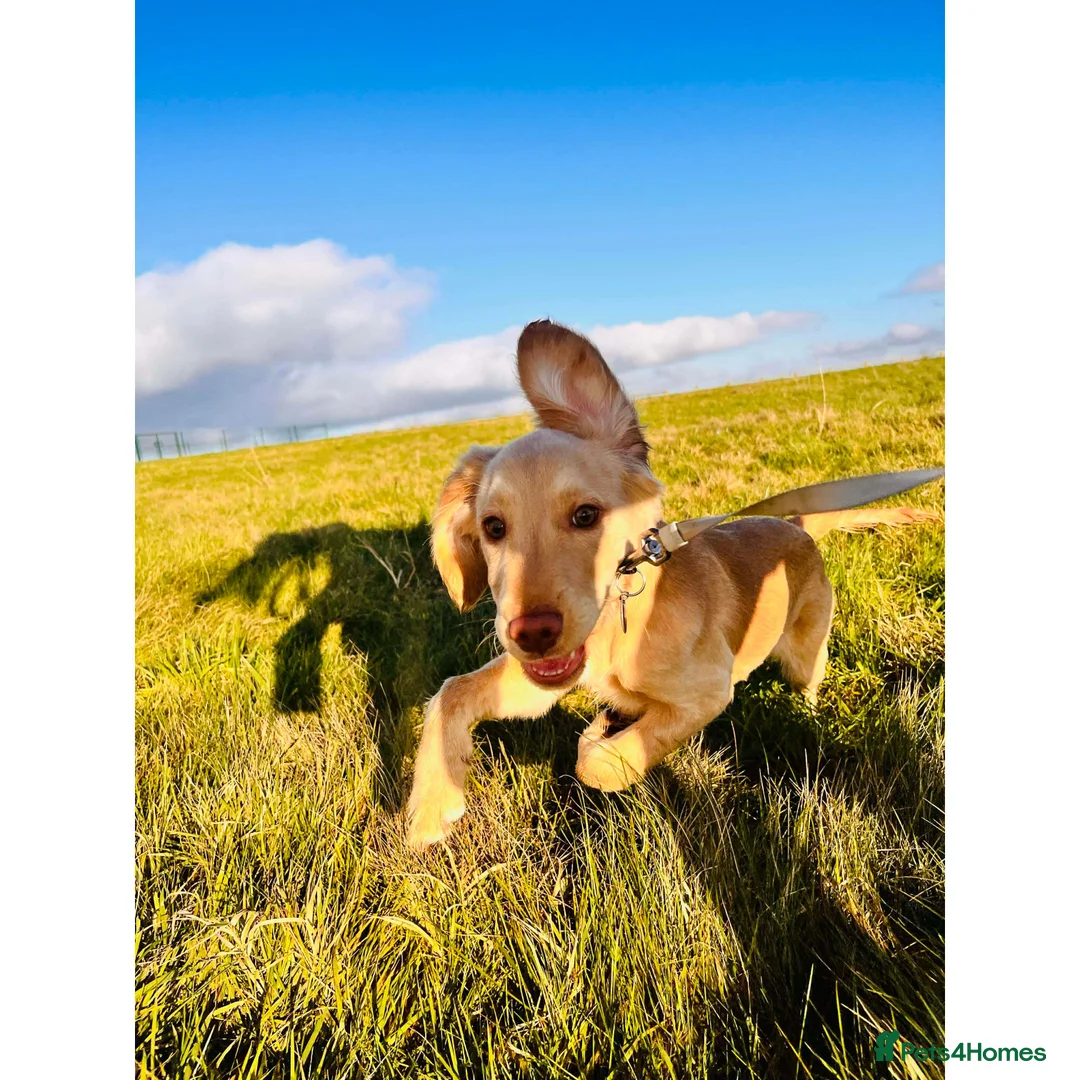 Mixed Breed dogs for sale: Beautiful loving Cocker Spaniel/Retriever - Advert 4