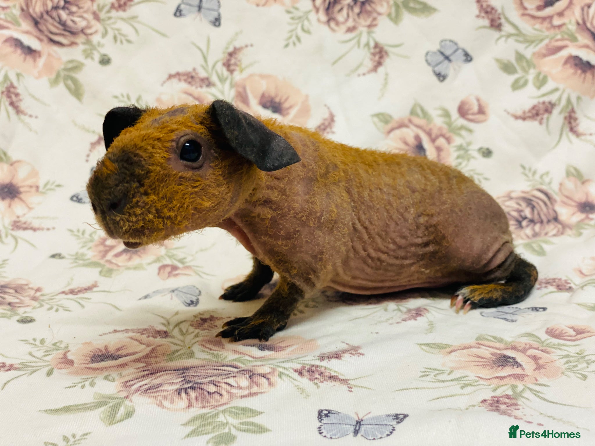 Guinea Pig rodents Skinny and werewolf babies available to reaerve - Advert 18