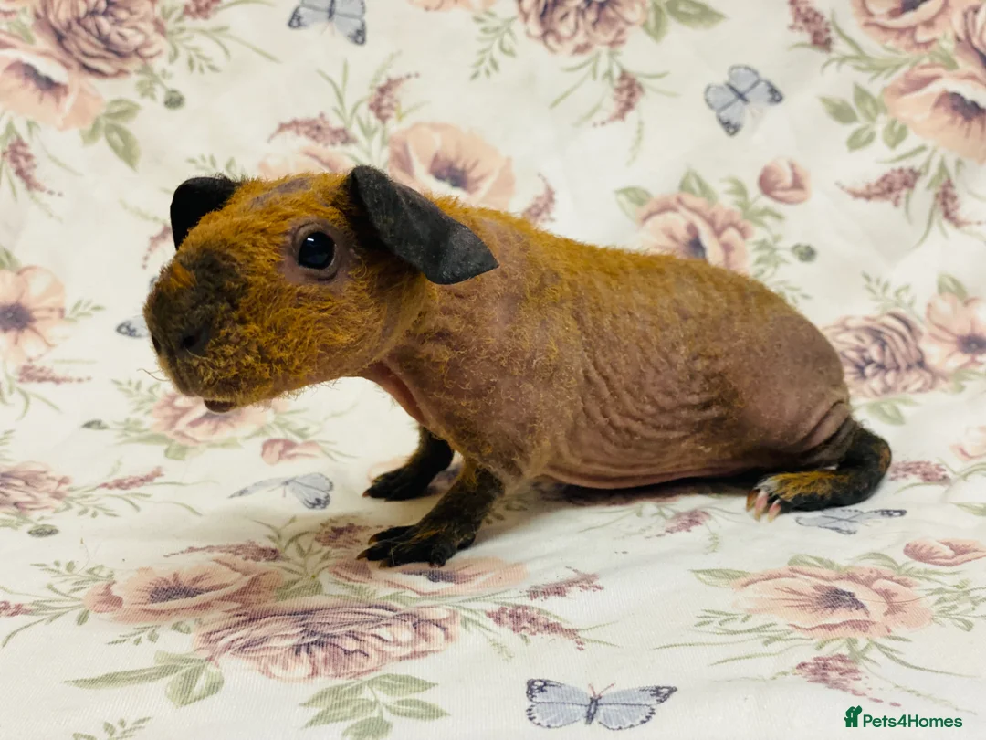 Guinea Pig rodents for sale: Skinny and werewolf babies available to reaerve - Advert 1