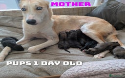 Shepsky dogs for sale: 7 Beautiful Shepsky pups for sale (3 boys 4 girls) - Image 2