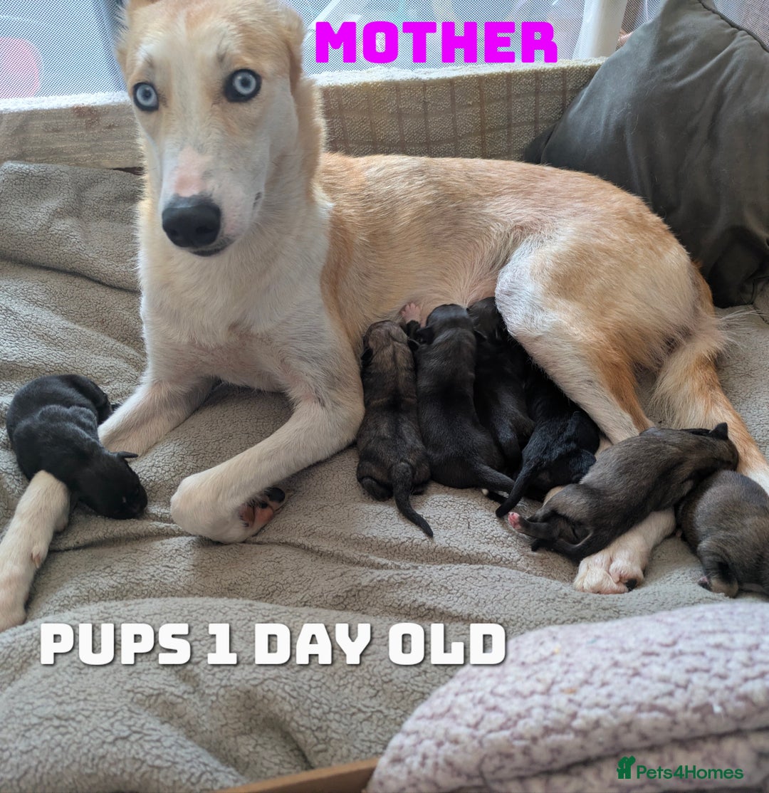 Shepsky dogs for sale: 7 Beautiful Shepsky pups for sale (3 boys 4 girls) - Image 2