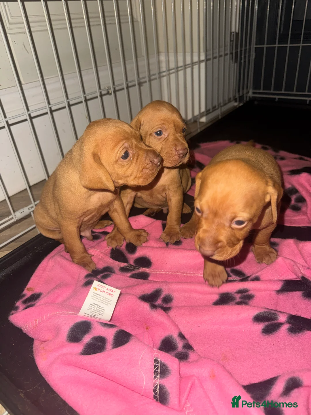Hungarian Vizsla dogs for sale: Hungarian Vizsla KC Puppies excellent Pedigree - Advert 18