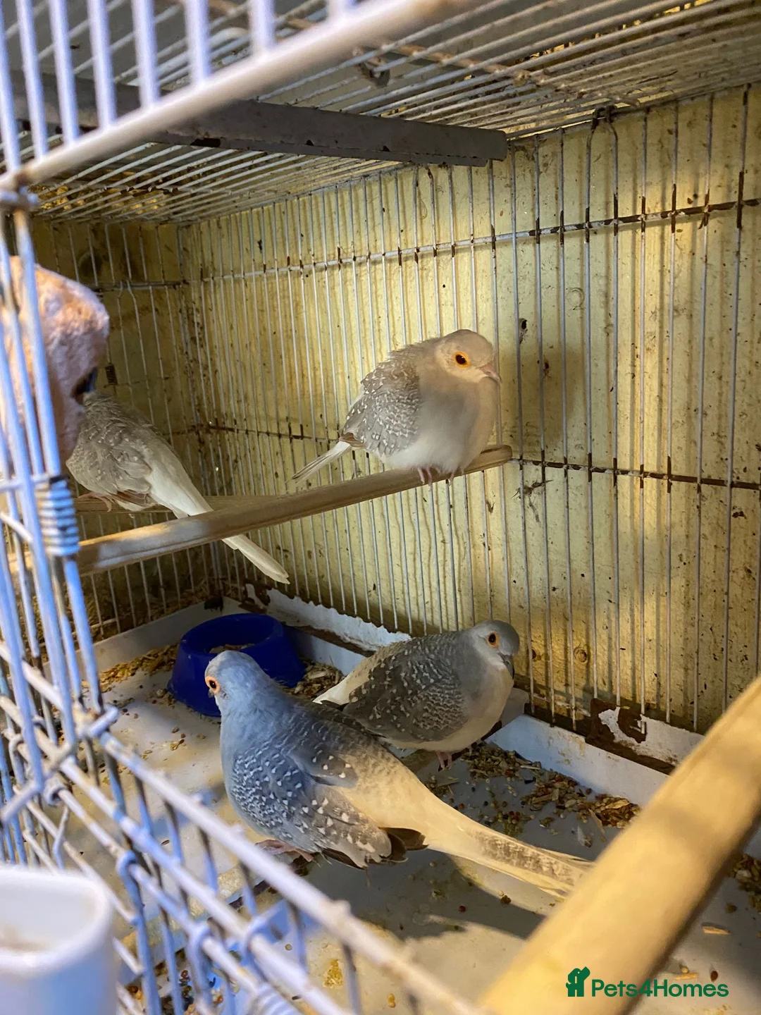 Mixed Breed birds for sale: Mixed birds  in Dudley - Advert 1