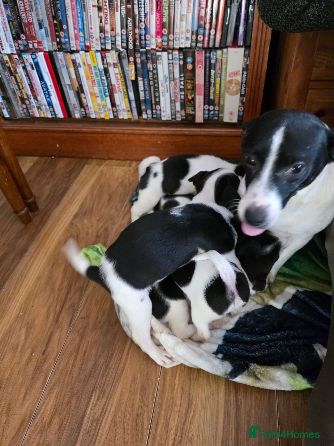 Mixed Breed dogs for sale: Jack Russell x German spitz klein puppies - Advert 5