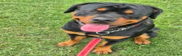 Rottweiler dogs for sale: Rottweiler puppies - Advert 17