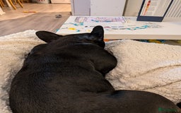 French Bulldog dogs for sale: Winnie the French Bulldog - Advert 6