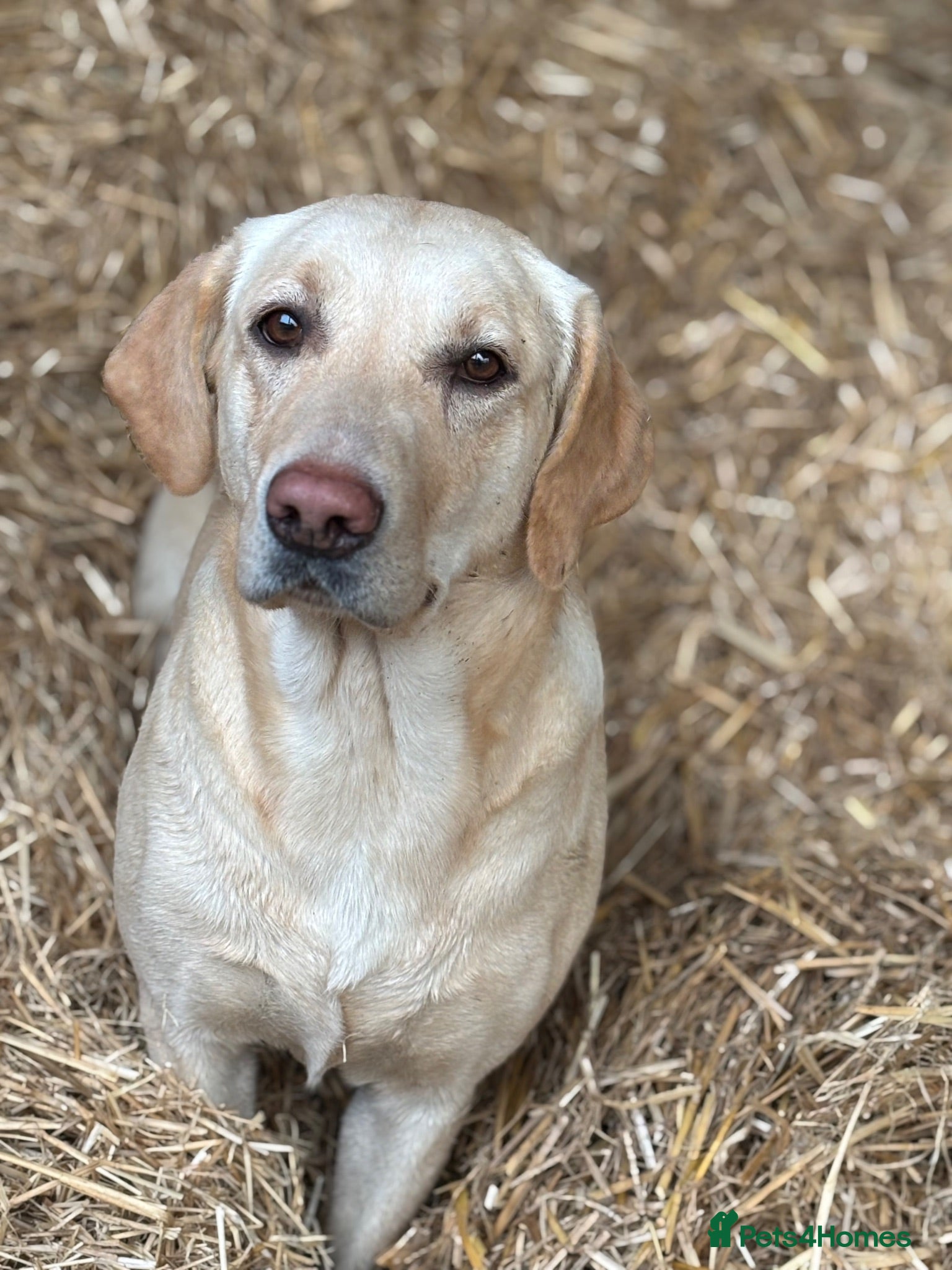 Labrador Retriever dogs Miss Ashlea shutler  - Advert 1