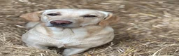Labrador Retriever dogs for sale: Miss Ashlea shutler  - Advert 1