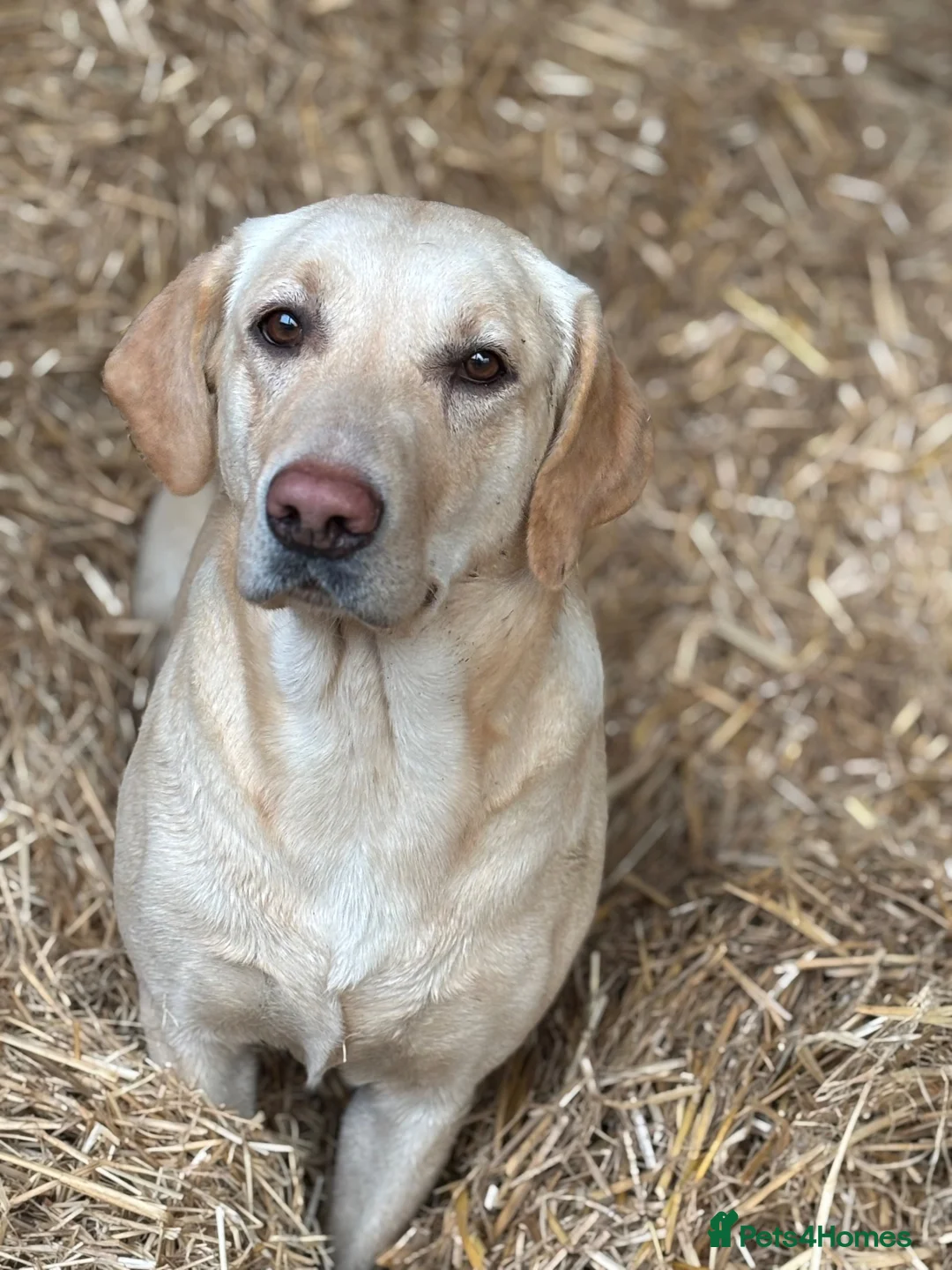 Labrador Retriever dogs for sale: Miss Ashlea shutler  - Advert 1