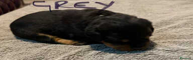 Rottweiler 1
