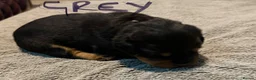 Rottweiler dogs for sale: STUNNING KC REGISTERED PUPPIES  - Advert 13