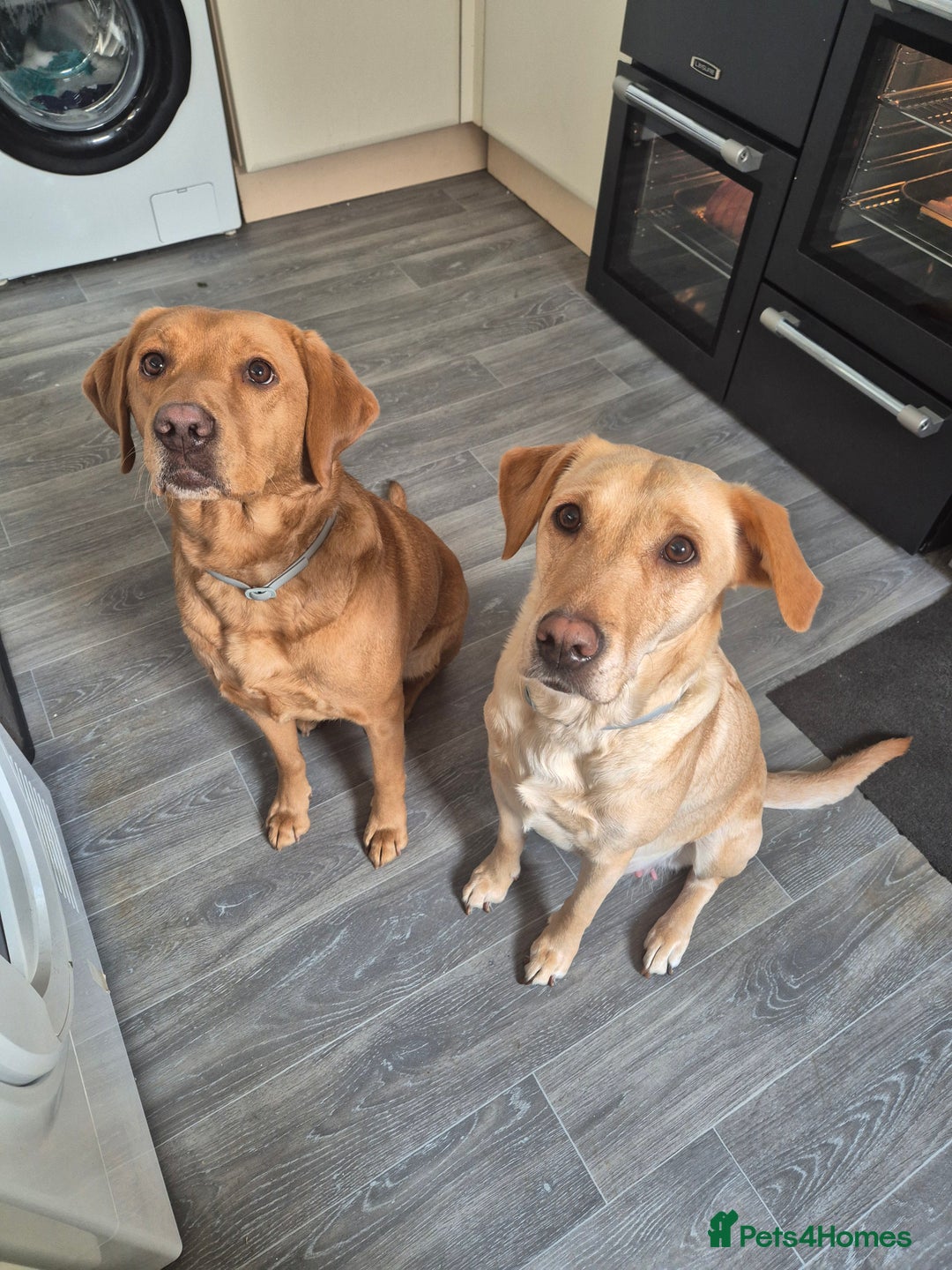 Labrador Retriever dogs for sale: Labrador Retriever puppies - Advert 5