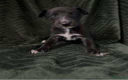 Whippet dogs for sale: Beautiful Whippet puppies for sale!  - Image 16