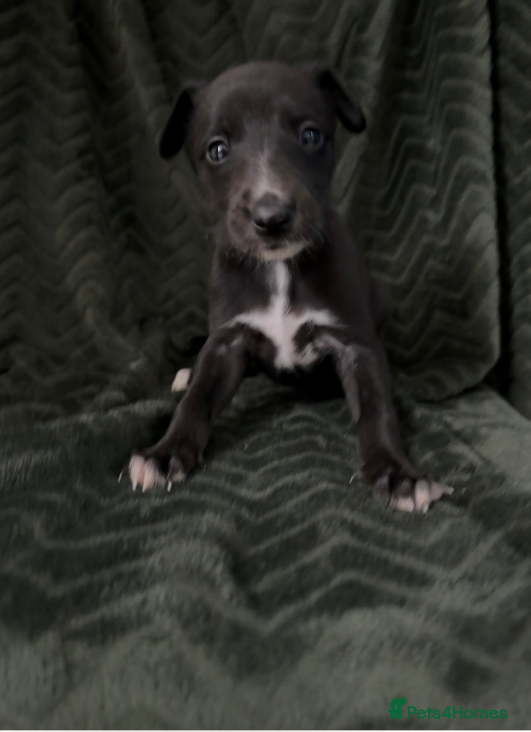 Whippet dogs for sale: Beautiful Whippet puppies for sale!  - Image 16