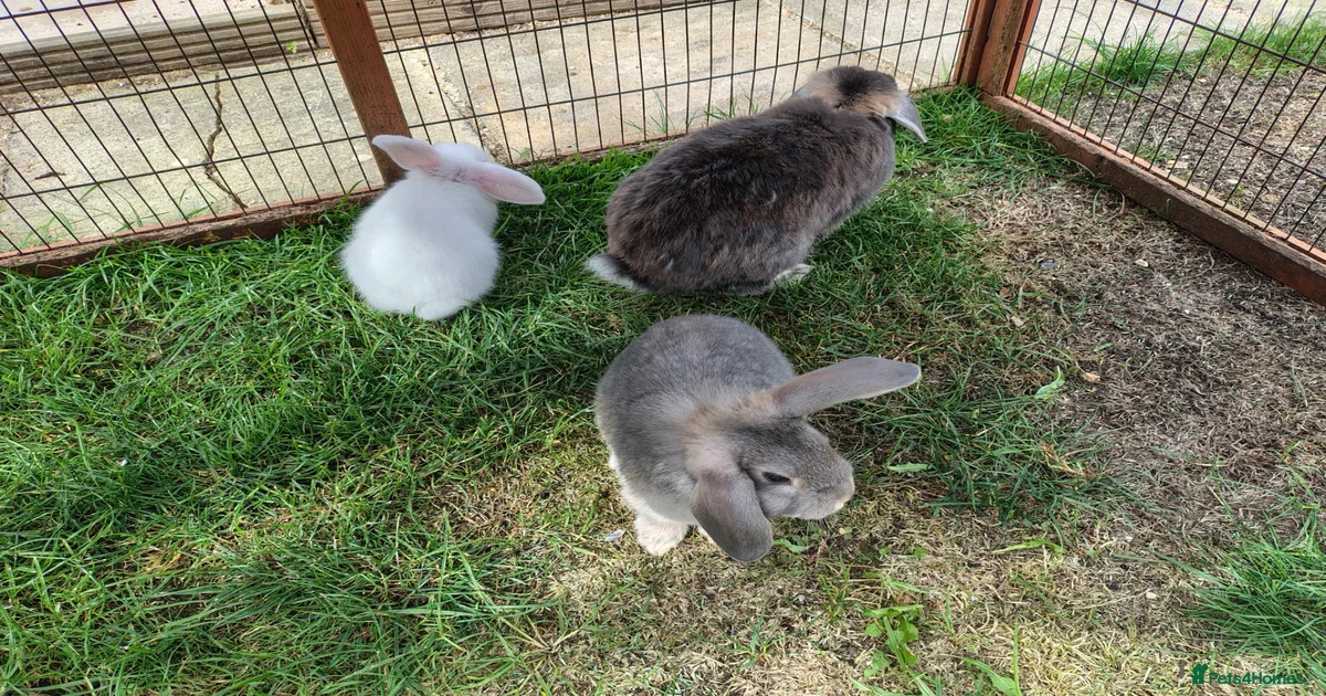 Rabbits for Sale for sale in Dorset | Pets4Homes
