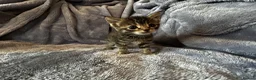Ragdoll cats for sale: Ragdoll mix tabby ginger kittens  - Advert 25