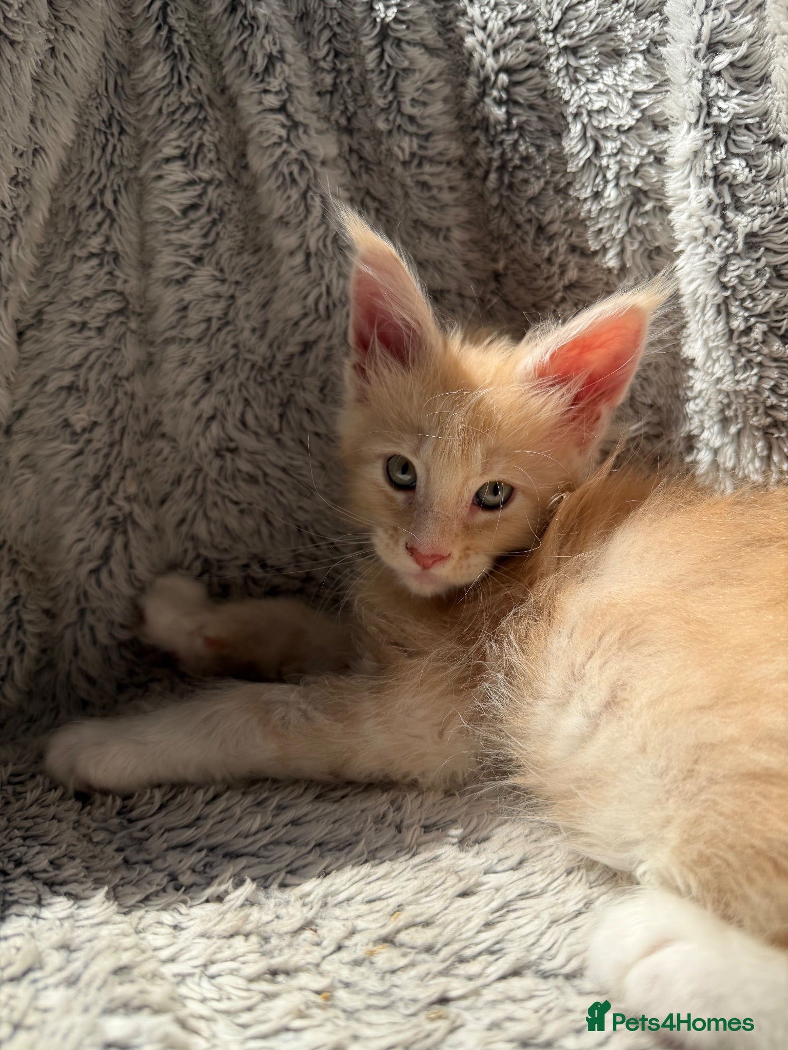 Maine Coon cats Long faced, Pure-Breed  Maine Coon Kittens - Advert 18