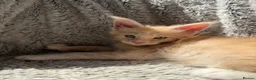 Maine Coon cats for sale: Long faced Maine Coon Kittens - Advert 17