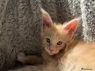 Maine Coon cats Long faced, Pure-Breed Maine Coon Kittens - Advert 18