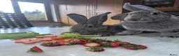 Continental Giant rabbits for sale: Pure bread continental giant Rabbits  - Advert 3