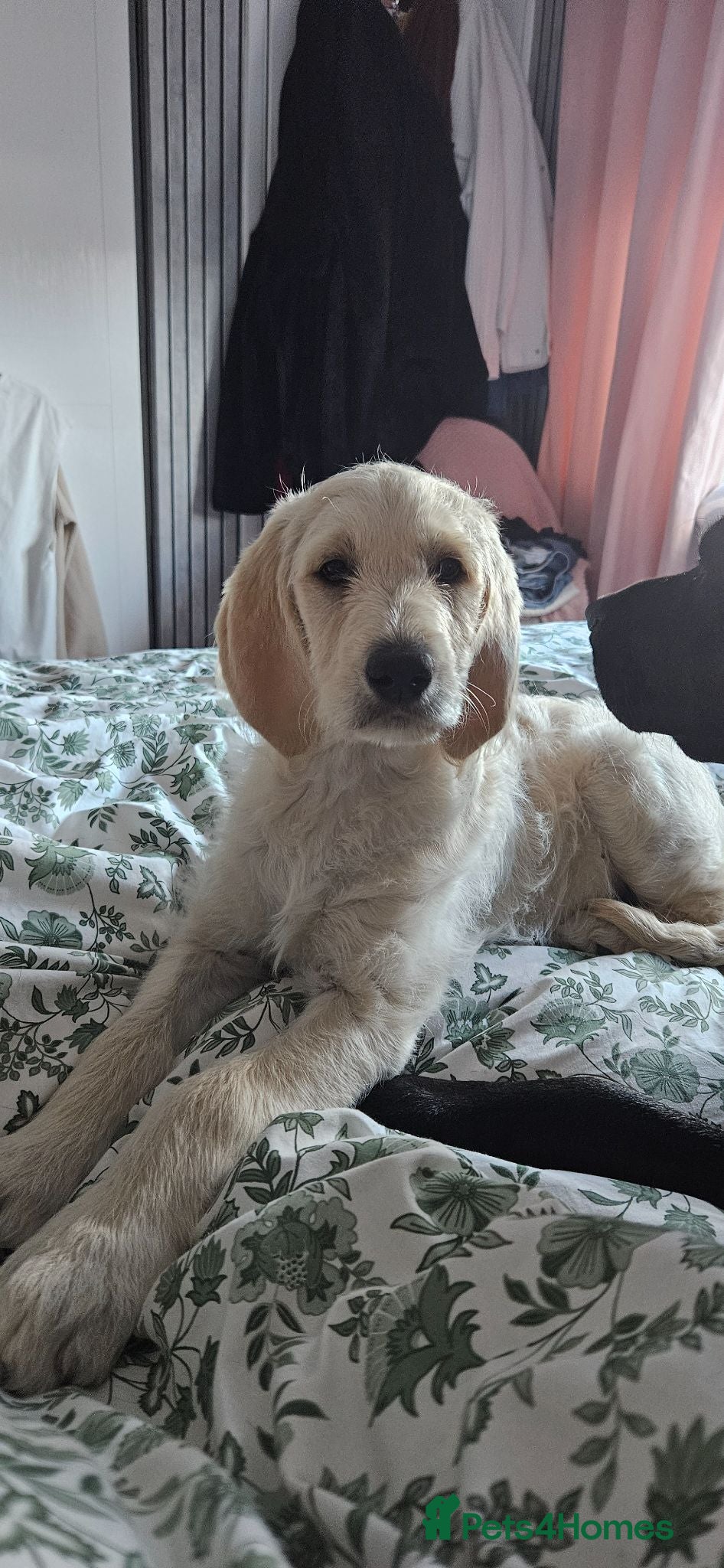 Double Doodle dogs Double Doodle Puppies (Hypoallergenic) - Advert 1